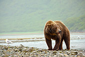 BEA 03 MC0066 01
Grizzly Bear Fishing For Salmon Near Stream Katmai National Park, Alaska