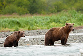 BEA 03 MC0067 01
Grizzly Bear Mother And Cub Fishing For Salmon In Stream Katmai National Park, Alaska
