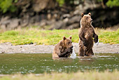 BEA 03 MC0068 01
Grizzly Bear Cubs Standing In Stream During Fall Salmon Run Katmai National Park, Alaska