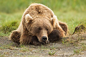 BEA 03 MC0069 01
Grizzly Bear Resting In Day Bed Katmai National Park, Alaska