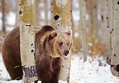 BEA 03 RK0017 02
Grizzly Bear In Between Trees On Snow