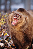 BEA 03 RK0039 06
Grizzly Bear Roaring