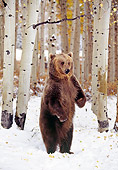 BEA 03 RK0060 11
Grizzly Bear Standing Upright On Snow By Trees