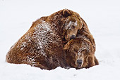 BEA 03 RW0001 01
Two Alaskan Coastal Brown Bears Playing In Snow Yellowstone National Park