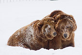 BEA 03 RW0002 01
Two Alaskan Coastal Brown Bears Playing In Snow Yellowstone National Park