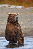 BEA 03 WF0001 01
Grizzly Bear Standing In River Looking For Fish