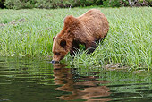BEA 03 WF0002 01
Grizzly Bear Drinking From River