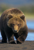 BEA 03 WF0003 01
Portrait Of Grizzly Bear Cub Walking By River