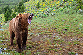 BEA 03 WF0004 01
Grizzly Bear Growling In Forest