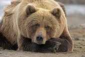 BEA 03 WF0005 01
Portrait Of Grizzly Bear Laying On Sand