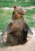 BEA 03 GR0001 01
Grizzly Bear Sitting On Dirt By Grass Grabbing Feet