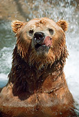 BEA 03 GR0002 01
Grizzly Bear Sitting In Water By Waterfall Licking Lips