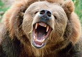 BEA 03 GR0003 01
Close-Up Of Grizzly Bear Roaring