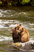 BEA 03 JM0001 01
Grizzly Bear Cubs Sitting On Rock In River