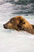 BEA 03 JM0002 01
Profile Head Shot Of Grizzly Bear Swimming In River