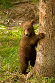 BEA 03 JM0005 01
Grizzly Bear Cub Climbing Tree