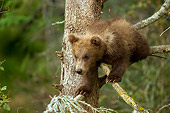 BEA 03 JM0008 01
Grizzly Bear Cub Climbing Tree