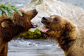 BEA 03 JM0009 01
Head Shot Of Two Grizzly Bears Vocalizing By River