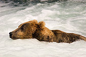 BEA 03 JM0010 01
Profile Of Grizzly Bear Swimming In River