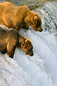 BEA 03 JM0011 01
Two Grizzly Bears Fishing At Rapids