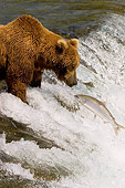 BEA 03 JM0012 01
Grizzly Bear Fishing At Rapids