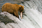 BEA 03 JM0013 01
Grizzly Bear Fishing At Rapids