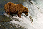 BEA 03 JM0014 01
Grizzly Bear Fishing At Rapids