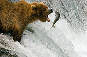 BEA 03 JM0015 01
Grizzly Bear Fishing At Rapids