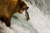 BEA 03 JM0016 01
Grizzly Bear Fishing At Rapids