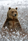 BEA 03 KH0002 01
Grizzly Bear Sitting In Snowy Field