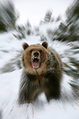 BEA 03 KH0004 01
Grizzly Bear Standing In Snowy Forest Roaring