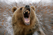 BEA 03 KH0005 01
Head Shot Of Grizzly Bear In Snowy Forest Roaring