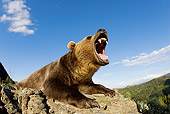 BEA 03 KH0006 01
Grizzly Bear Laying On Rocks Roaring