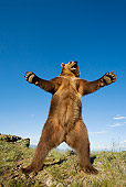 BEA 03 KH0008 01
Grizzly Bear Standing On Rocks Roaring