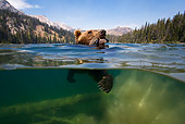 BEA 03 KH0010 01
Grizzly Bear Swimming In Lake Carrying Trout In Mouth