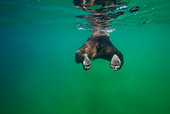 BEA 03 KH0011 01
Grizzly Bear Swimming In Lake Rear View