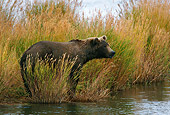 BEA 03 KH0013 01
Grizzly Bear Standing At Edge Of Water In Tall Grass