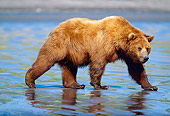 BEA 03 LS0001 01
Grizzly Bear Walking Along Tidal Flat At Low Tide Alaska