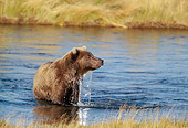 BEA 03 RF0038 01
Grizzly Bear Standing In Marsh Alaska