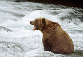 BEA 03 RF0040 01
Grizzly Bear Fishing At Rapids Alaska