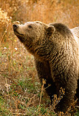 BEA 03 RF0041 01
Grizzly Bear Standing In Meadow Yellowstone National Park