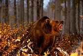 BEA 03 RK0039 04
Grizzly Bear Roaring