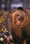 BEA 03 RK0039 08
Grizzly Bear Roaring