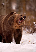 BEA 03 RK0043 01
Grizzly Bear Growling On Snow