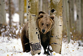 BEA 03 RK0049 01
Grizzly Bear Standing In Between Two Trees