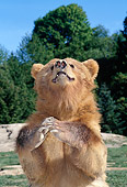 BEA 03 TK0001 01
Shoulder Shot Of Grizzly Bear Sitting By Trees Blue Sky