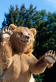 BEA 03 TK0002 01
Close-Up Of Grizzly Bear Sitting By Trees Blue Sky