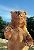 BEA 03 TK0003 01
Close-Up Of Grizzly Bear Sitting By Trees Blue Sky