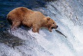 BEA 03 TK0004 01
Alaskan Brown Bear Catching Salmon At Rapids Alaska