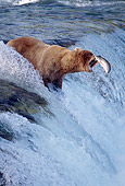 BEA 03 TK0005 01
Alaskan Brown Bear Catching Salmon At Rapids Alaska